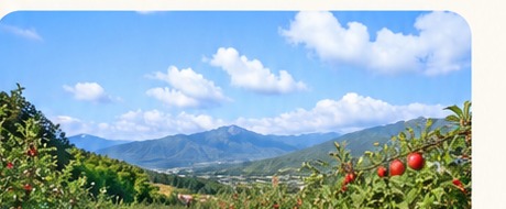 青空りんご園の風景
